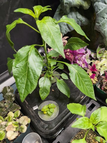 See what grows — vegetative, day 57