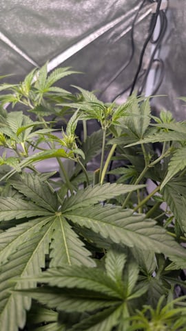 Grow 1 — vegetative, day 34