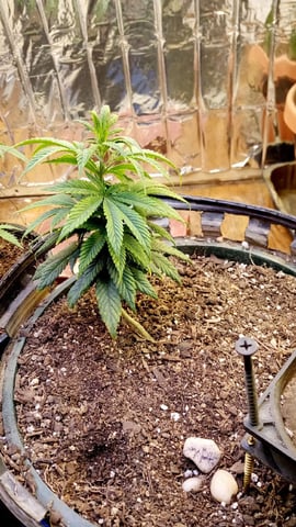 Jack hearer/Jack the ripper? — vegetative, day 71