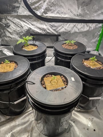 Acapulco Gold  — vegetative, day 28