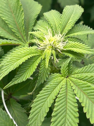 lil blue — flower, day 68