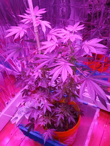 triangle kush  — flower, day 60