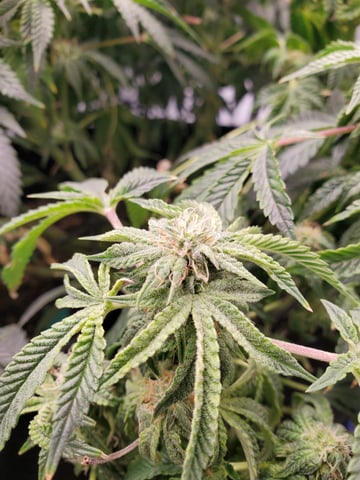 Banana Purple Punch & Rainbow Showers — flower, day 82