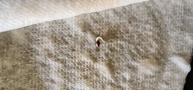 Here We Grow... — seedling_rooting, day 20