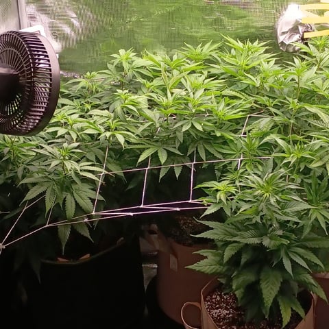 TentPlantLightFan