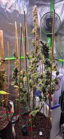 Here We Grow... — flower, day 105