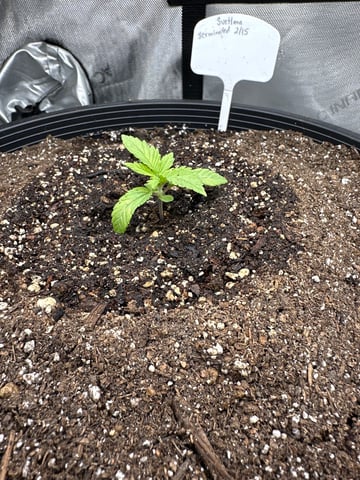 White Russian — vegetative, day 10