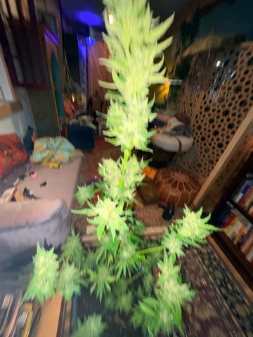 mixing it up — flower, day 114