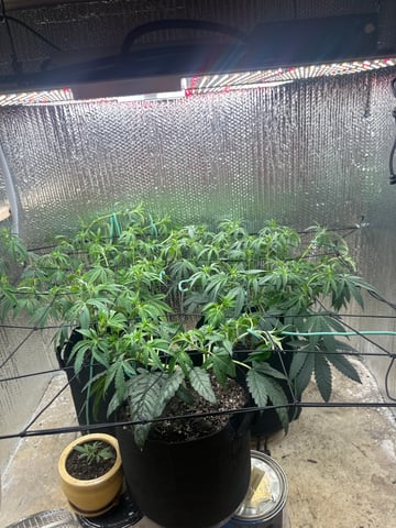 trying some bag seeds — flower, day 37