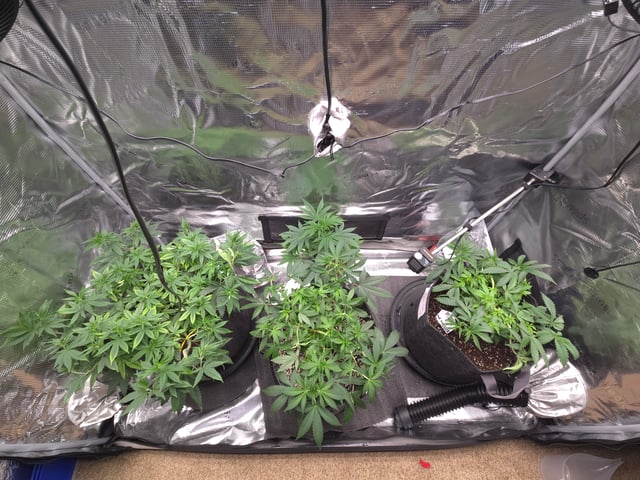 Dirty Bird - Thousand Island Fem & Platinum Kush Breath Remix x Grape Cakehead Fem Photo  — vegetative, day 43