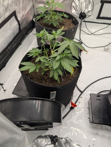 Grow #4 — vegetative, day 27