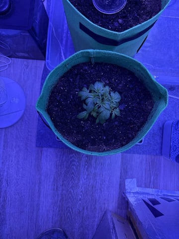 First time growing  — vegetative, day 4