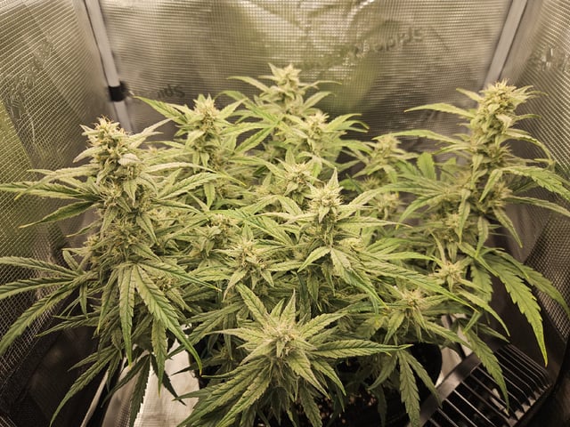 A chill grow in the small tent — flower, day 54