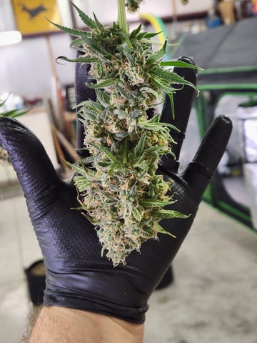 Blue — flower, day 33