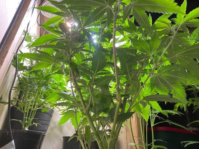 AK Clone — vegetative, day 57