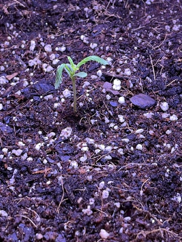 Lavender and Anesthesia Auto — seedling_rooting, day 15