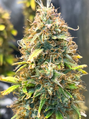 3x3 Grow