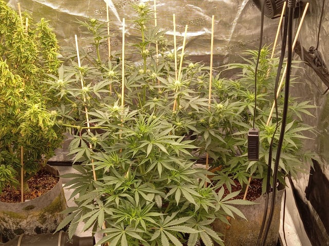 5 Autos — grow_setup, day 13