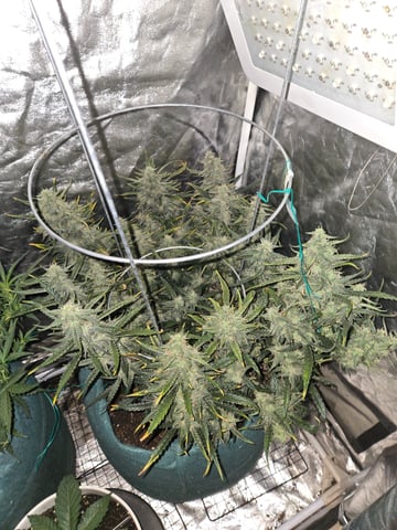 high octane x holy grail  — auto, day 65