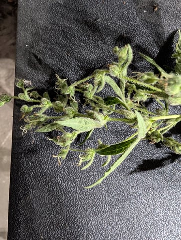 Country Boy — dead, day 55