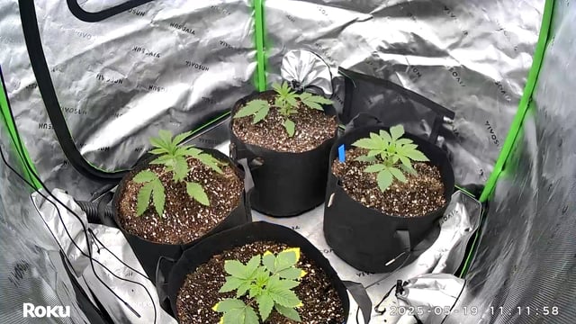 Money grow — seedling_rooting, day 1