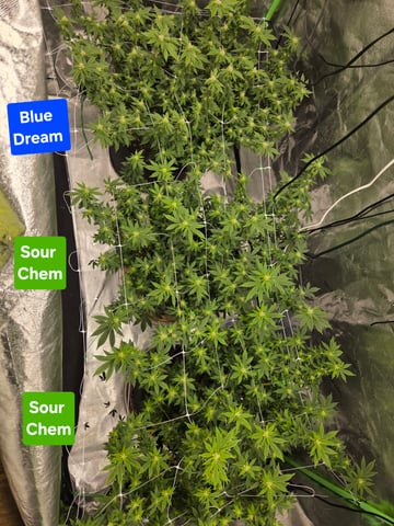 new bee's  — flower, day 105