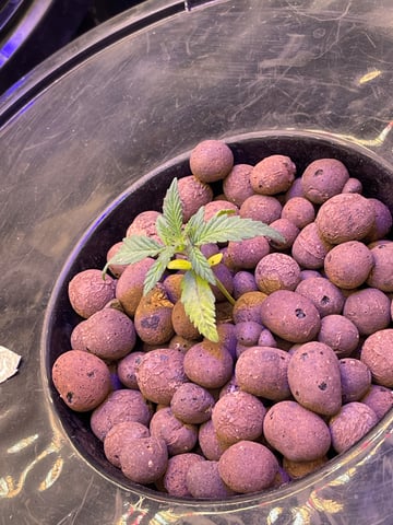 1st Ever Grow (Fat Bastard)(RDWC)  — seedling_rooting, day 19