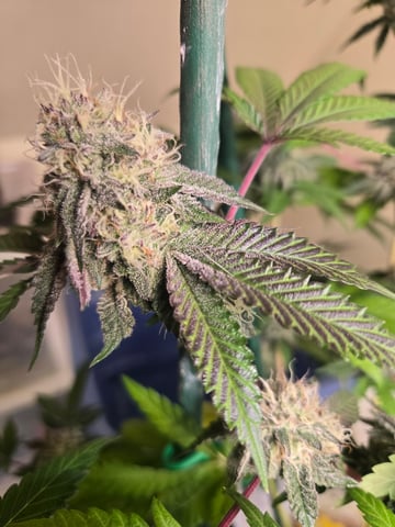 Looking for advice! — flower, day 84