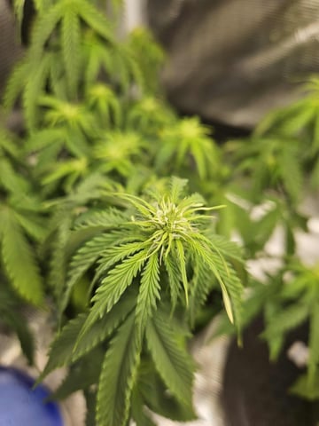 3 bears auto flower  — flower, day 34