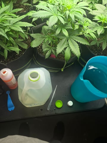 2nd Autoflower Indoor Grow — vegetative, day 29