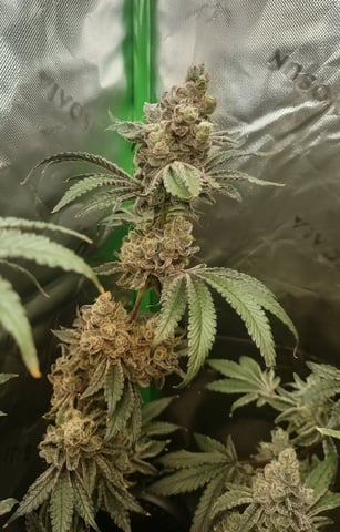 Mainely Genetics Micro Pheno Hunt — flower, day 95