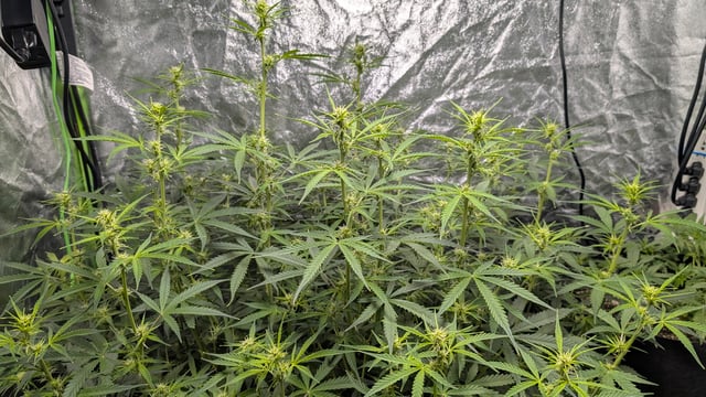 Strawberry Cheesecake Seedsman Seeds Autoflowers x2 — flower, day 48