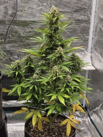 StrawZ (autoflower) — flower, day 78