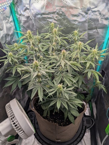 Piggy Stardust — flower, day 50