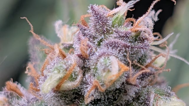 Strawberry Cheesecake Seedsman Seeds Autoflowers x2 — flower, day 97