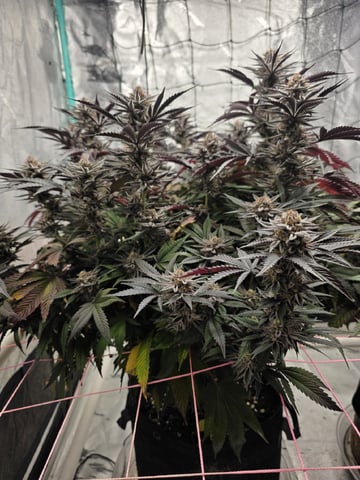 Granny Candy and PLCG — flower, day 127