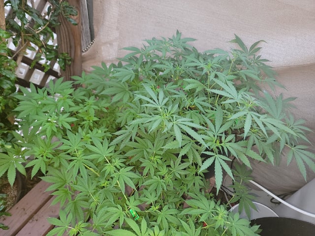 Ghetto Growing — flower, day 43