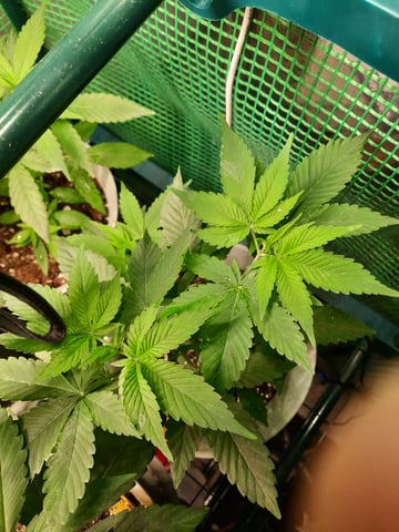 missing pieces — vegetative, day 43