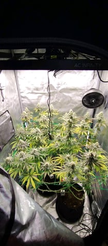 Skunk #1 — flower, day 124