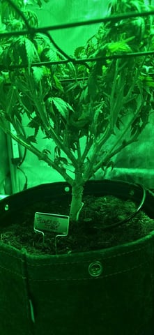 Ace Killer OG — flower, day 29