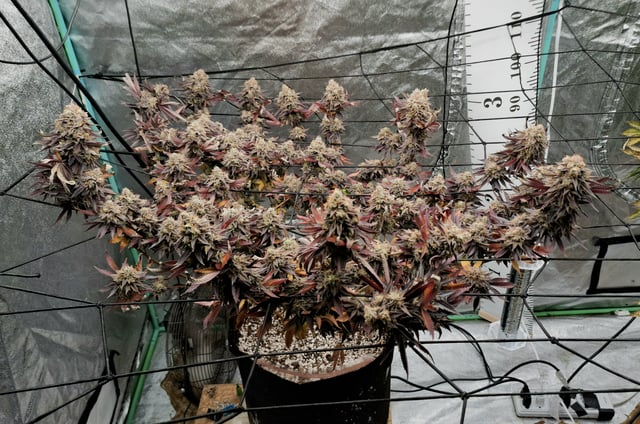 Blackberry Kush — flower, day 127