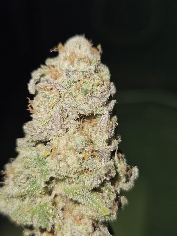 Double Trouble  — done, day 114