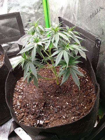All Aboard!!! — vegetative, day 45