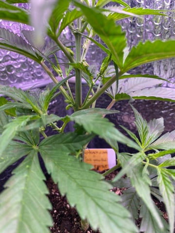 widows’ mimosa f1 — flower, day 38