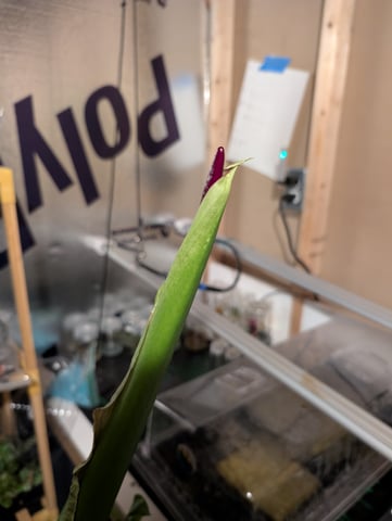 See what grows — vegetative, day 78