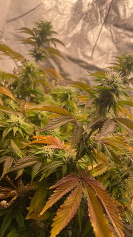 LSD feminized — flower, day 92