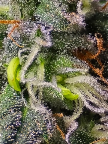 Homegrown - 🍒 🥧 & GSC Auto, 🚀 Seeds 🍌 Buttercups  — done, day 83