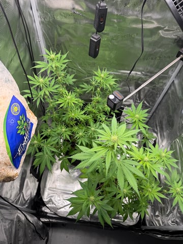 Trying to go big — flower, day 92
