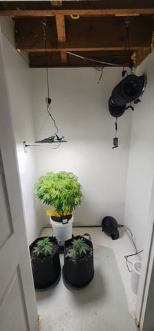 Orange cream pop and sour strawberry — vegetative, day 25