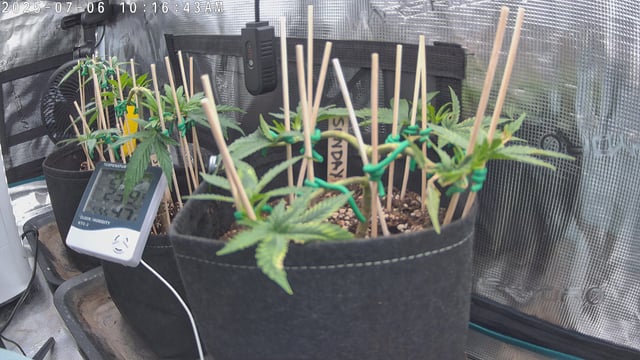 Bubblegum — vegetative, day 48